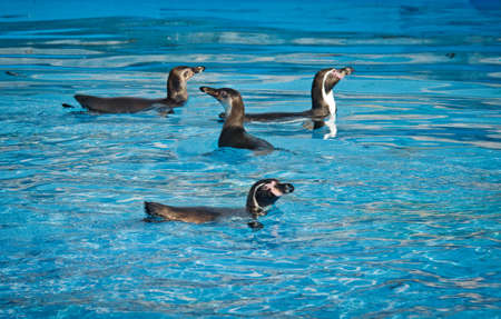 Humbold Penguins at water. Zoo in Lima. Peruの写真素材