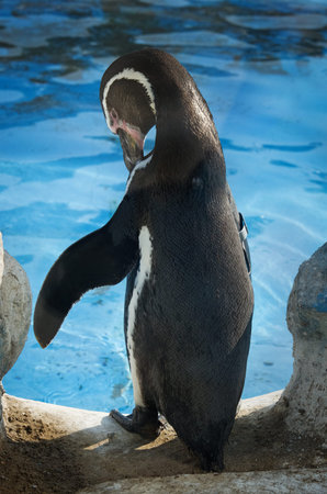 Humbold Penguins at water. Zoo in Lima. Peruの写真素材