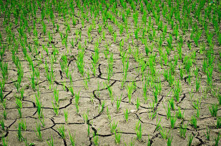 rice growing in the rice field, no water,dry on drought land.の写真素材