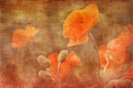 vintage poppies decoration pasted on a grunge backgroundの写真素材
