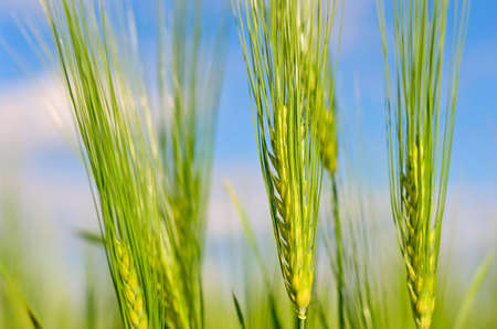 Ears of ripe wheat in a wheat fieldの写真素材