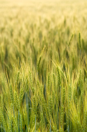 Harvest in the field. Beautiful golden wheat