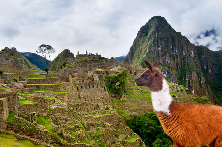 Lama in ancient city of Machu Picchu, Peru.