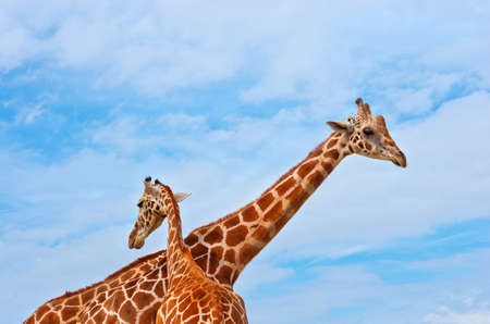 giraffes in savanna against the blue skyの写真素材