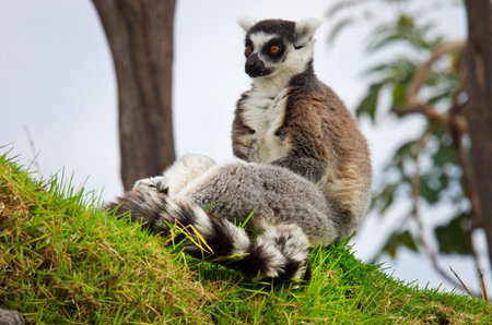 lemurs in the grass, Ring-tailed Lemur (Lemur catta)