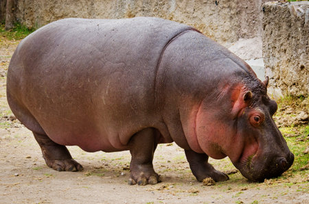 Hippo (Hippopotamus amphibius) close up