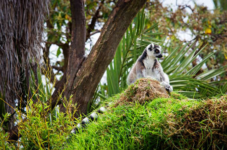 lemurs in the grass, Ring-tailed Lemur (Lemur catta)の写真素材