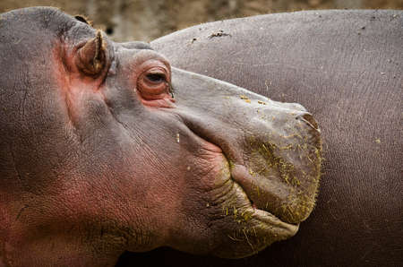 Hippo (Hippopotamus amphibius) close upの写真素材