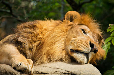 lion sleeping on the rockの写真素材