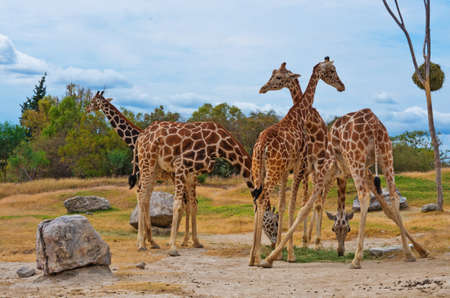 giraffes in the zoo.の写真素材