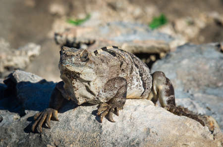 Iguana on the rocks. Isla Mujeres, Mexicoの写真素材