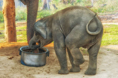 Elephant baby eatingの写真素材
