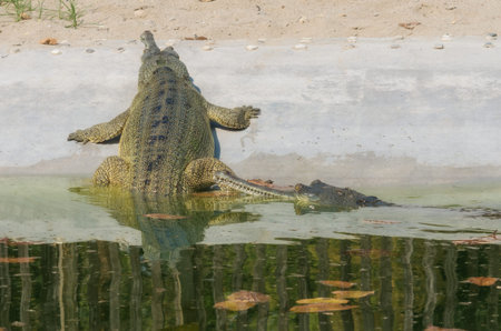 Gavial in Chitwan National Park, Nepal