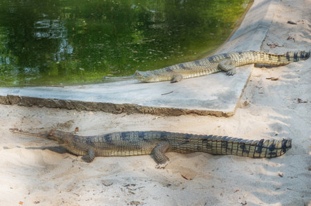 Gavial in Chitwan National Park, Nepalのeditorial素材