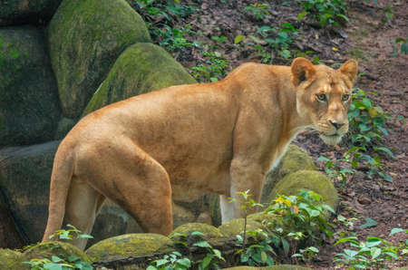 lion in zoo, Kerala, Indiaの写真素材