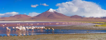 Flamingoes in Laguna Colorada, Uyuni, Boliviaの写真素材