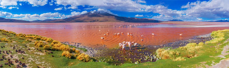 Flamingoes in Laguna Colorada, Uyuni, Boliviaの写真素材