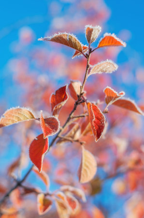 Frozen colorful autumn leaf. soft focus