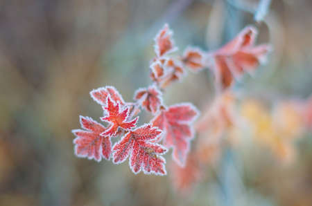 Frozen colorful autumn leaf. soft focusの写真素材