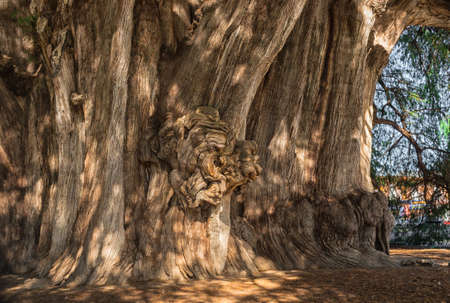 Arbol del Tule ( The Tree of Tule), a giant sacred tree in Tule. It is a Montezuma cypress (Taxodium mucronatum), Oaxaca, Mexicoの写真素材