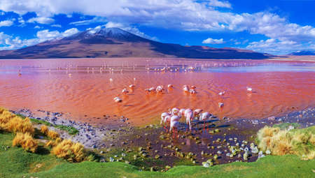 Flamingos in Laguna Colorada, Uyuni, Boliviaの写真素材