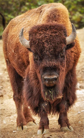 American bison (Bison bison) in front of a steaming geyser in Yellowstone National Park, Wyoming, USAの写真素材