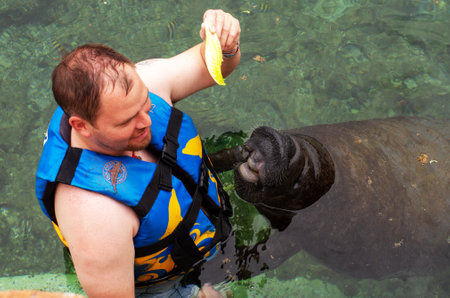 Riviera Maya, Mexico -26 October, 2016: feeding manatees in Puerto Aventuras , Riviera Maya, Mexicoのeditorial素材