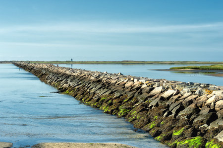 Marina breakwater birds in Provincetown, MA, US.