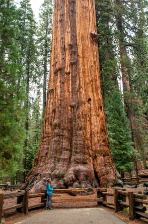 Tourist in Sequoia National Park next to General Sherman tree- largest known living single-stem tree on Earth. California, USAの写真素材