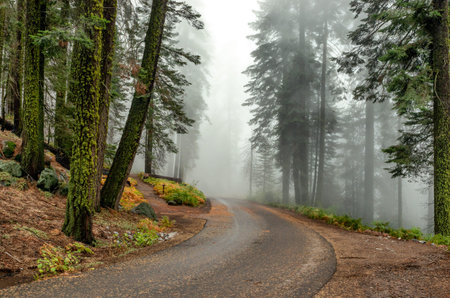 Car in Sequoia National Park, California, USA