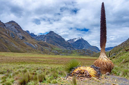 Puya raimondii , also known as queen of the Andes or puya de Raimondi is the largest species of bromeliad, reaching up to 15 meters in height. Cordillera Blanca , Peruの写真素材
