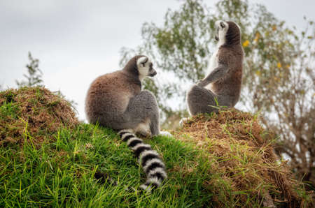 lemurs in the grass, Ring-tailed Lemur (Lemur catta)の写真素材