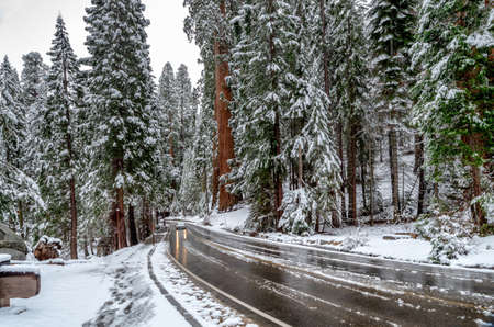 Giant Sequoia Trees ( Sequoiadendron giganteum). Road in Sequoia National Park during the winter, USAの写真素材