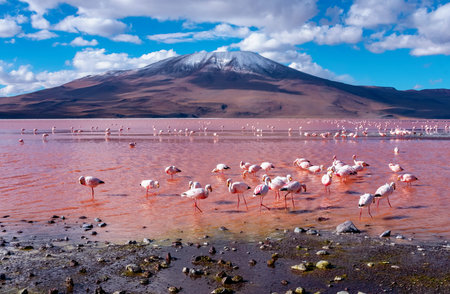 Flamingos in Laguna Colorada , Uyuni, Boliviaの写真素材