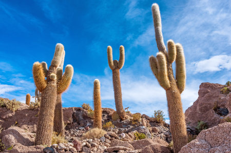 Incahuasi island in Salar de Uyuni, Boliviaの写真素材
