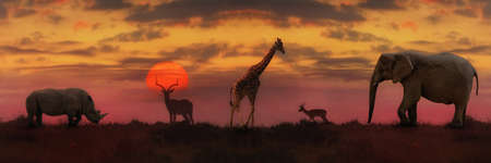 African sunset. Panoramic background with silhouette of the animalsの写真素材