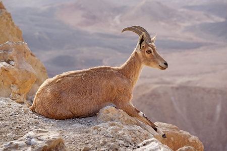 Ibex on the cliff at Ramon Crater in Negev Desert in Mitzpe Ramon, Israel