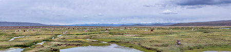 Group of beautiful Llamas in the highlands in Peru, South America