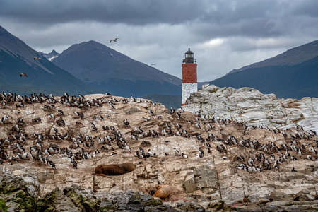 Bird colony in front Les Eclaireurs Lighthouse in the Beagle Channel, Tierra del Fuego, southern Argentina.の写真素材