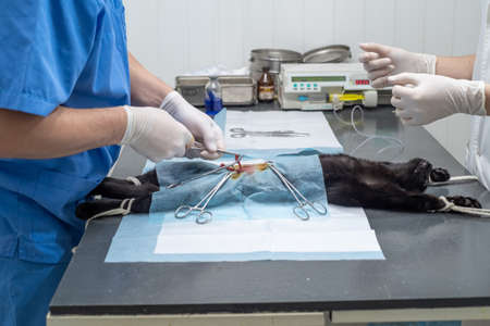Veterinary surgeon neutering a cat in a veterinary clinicの写真素材
