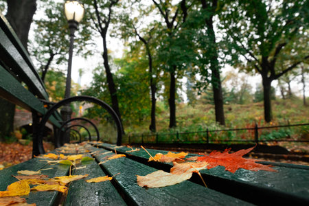 view of autumn landscape in Central Park. New York City. USA
