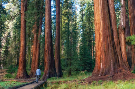 Hiker is walking and looking at the giant sequoia trees in Sequoia National Park, California, USAの写真素材