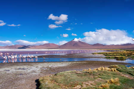 Flamingos in Laguna Colorada, Uyuni, Boliviaの写真素材