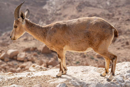 Ibex on the cliff at Ramon Crater in Negev Desert in Mitzpe Ramon, Israelの写真素材