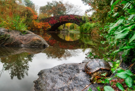 Turtle in central park. Autumn landscape in Central Park. Gapstow bridge, New York City. USA