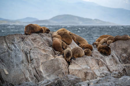 Sea lion colony on the rock in the Beagle Channel, Tierra del Fuego, Southern Argentina.の写真素材