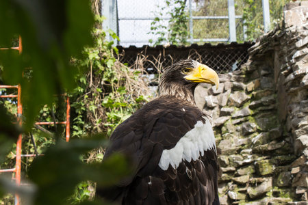 Photo of a large eagle in the zoo