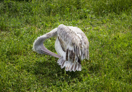 Photo pelican on green lawn near the riverの写真素材
