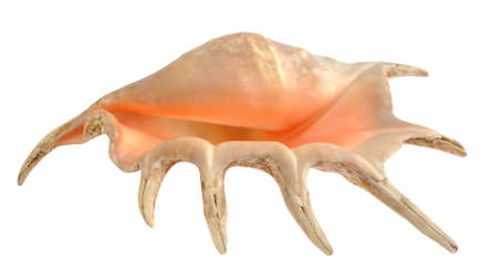 Beautiful seashell isolated on the white の写真素材