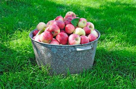 Fresh apple crop harvested in the gardenの写真素材
